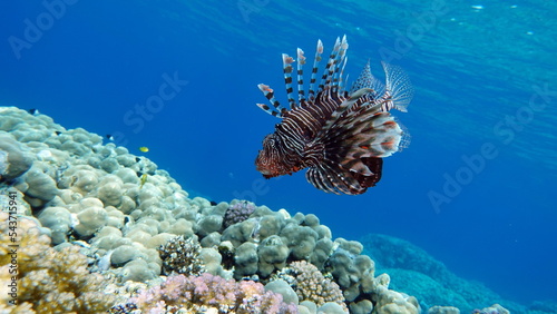 Lion Fish in the Red Sea in clear blue water hunting for food . Lionfish. Fish - a type of bone fish Osteichthyes. Scorpaenidae. Lionfish warrior.  © Vitalii6447