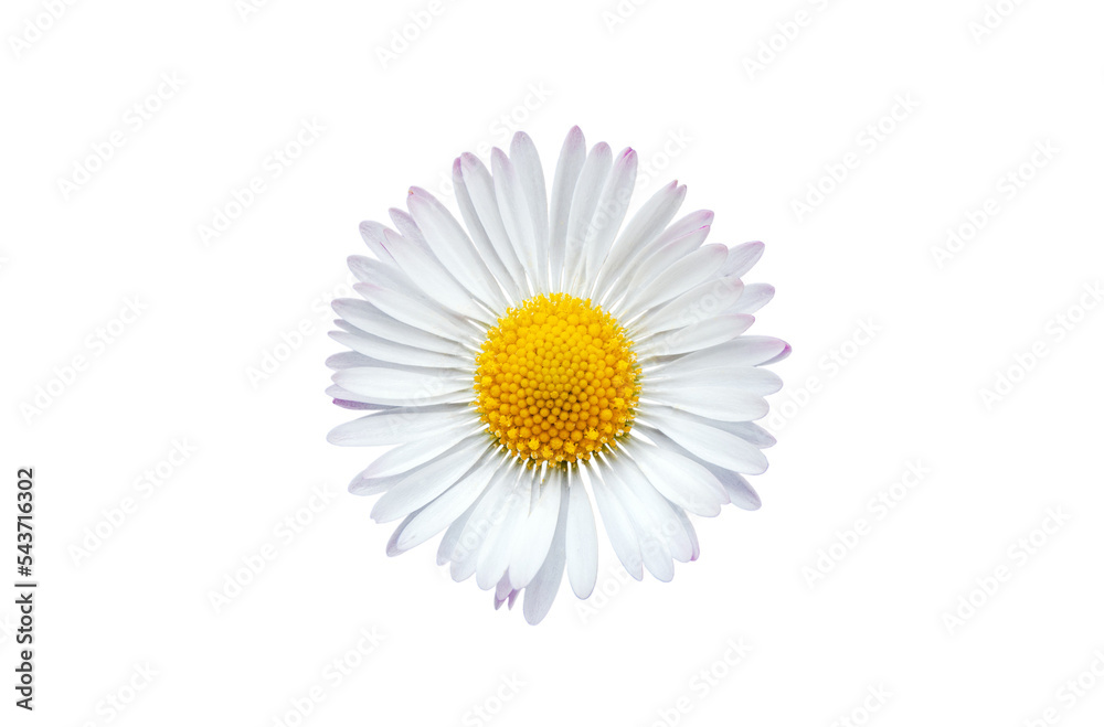 Common daisy blossom isolated on transparent background - obrazy, fototapety, plakaty 
