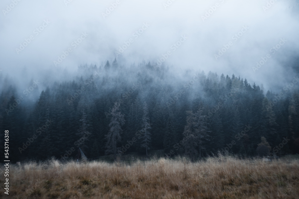 Low clouds hanging over a forest of fir trees during a moody autumnal afternoon, Northern Italy