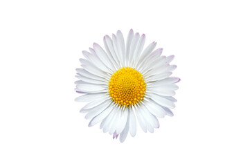 Common daisy blossom isolated on transparent background