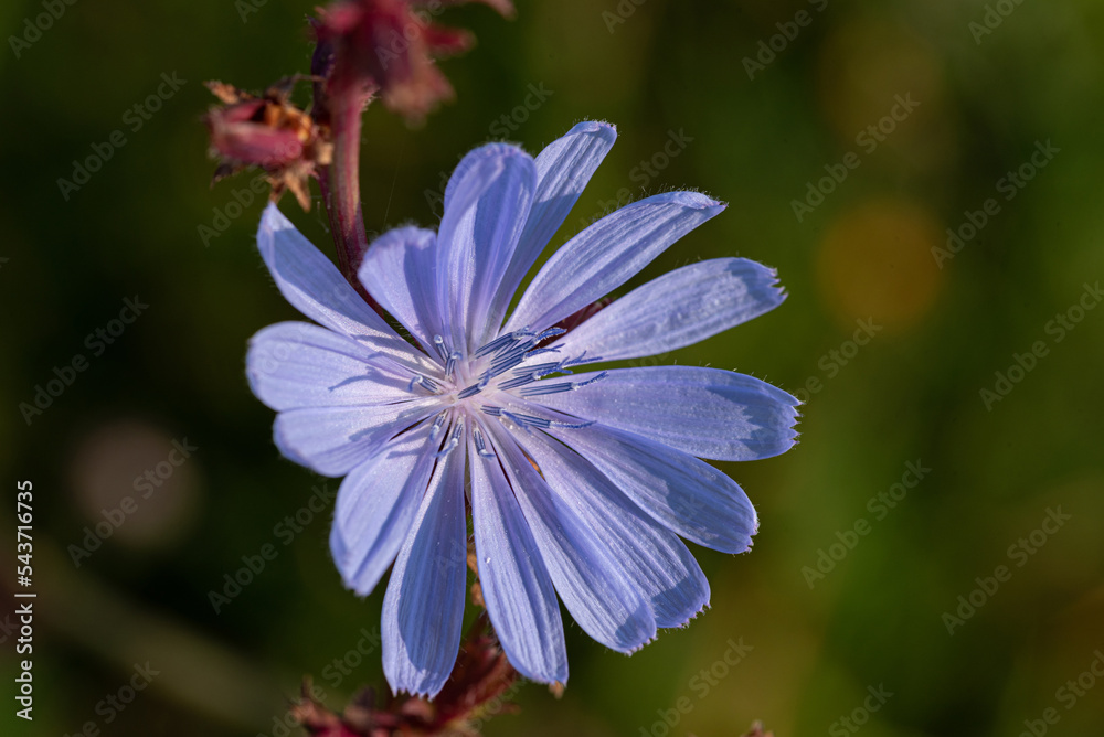 Cornflower in close-up. Close-up of a flower with blue petals. Flowers in the meadow, cornflower on a blurred background.