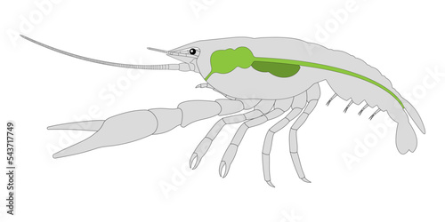 Crayfish (Crustacea) Digestive System.