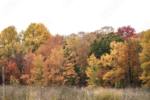 autumn trees in the mountains