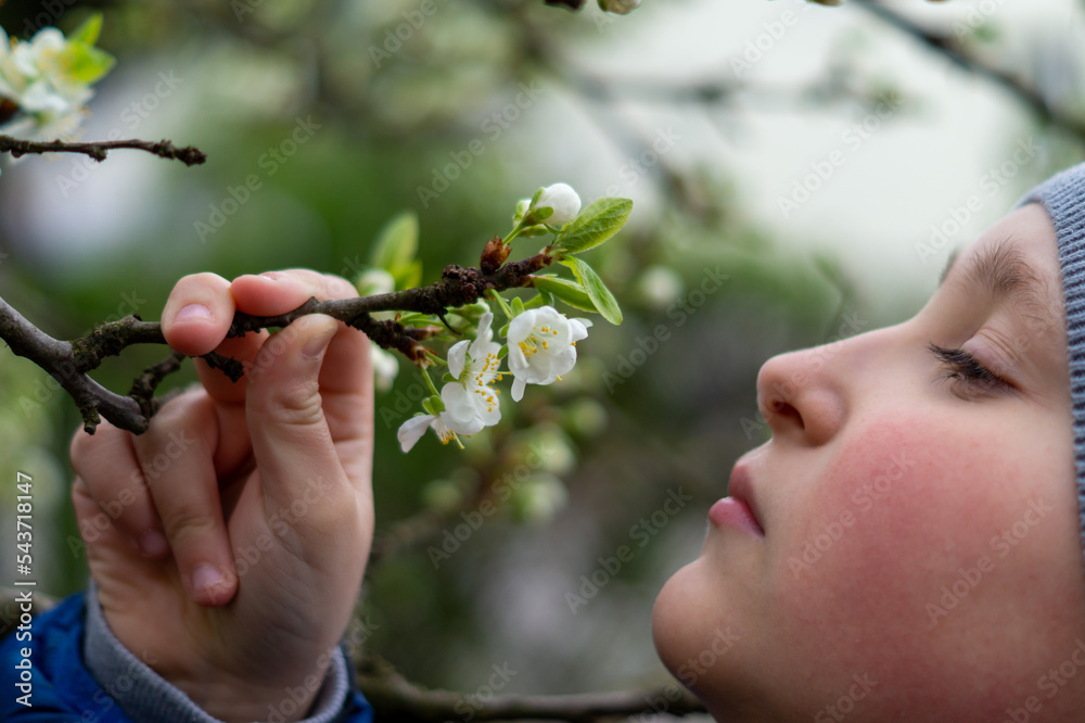 Chłopiec wącha kwiaty jabłoni  - obrazy, fototapety, plakaty 