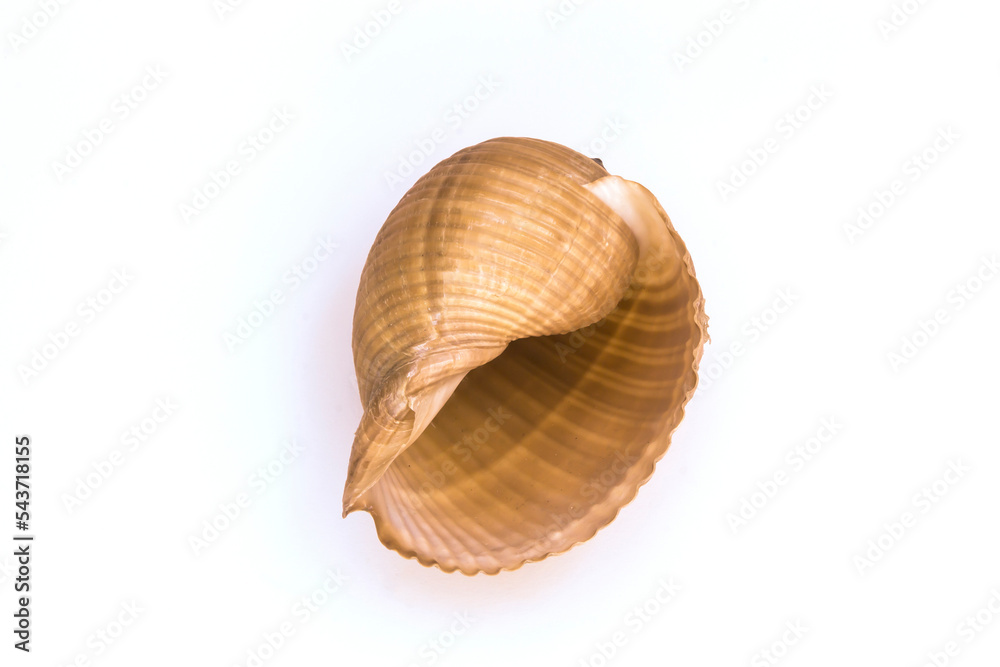 photograph of a seashell, pink-brown tones, white background photograph of a seashell, pink-brown tones, white background