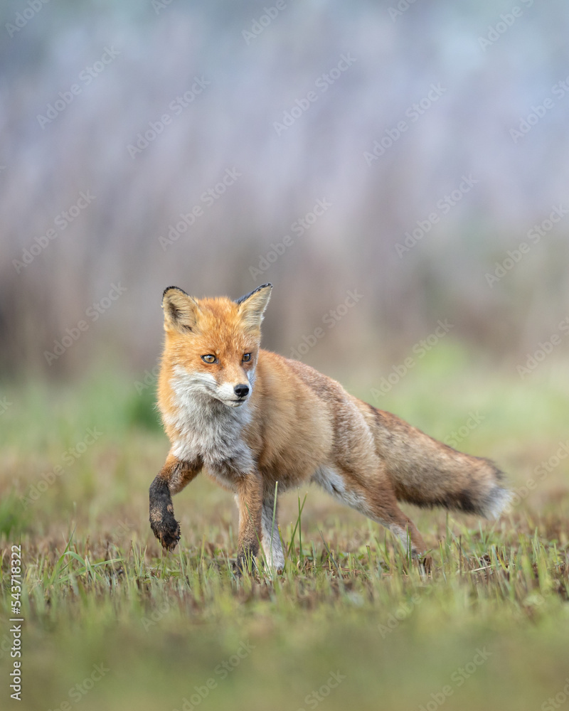 Fototapeta premium Fox Vulpes vulpes in autumn scenery, Poland Europe, animal walking among autumn meadow in blurred background