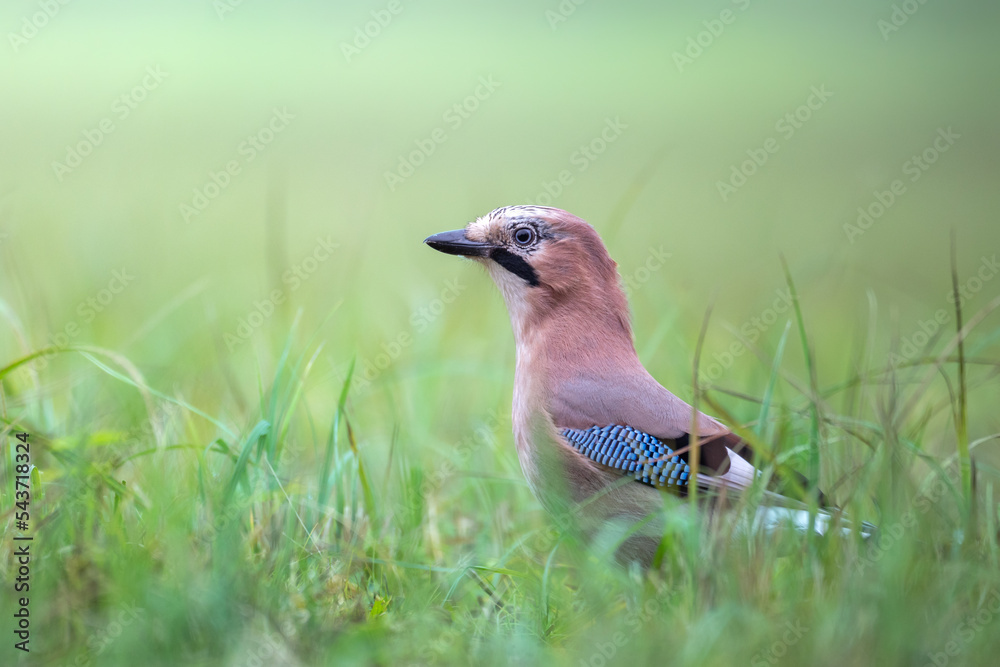 Eurasian Jay Garrulus glandarius in green meadow Eurasian Jay Garrulus glandarius in green meadow