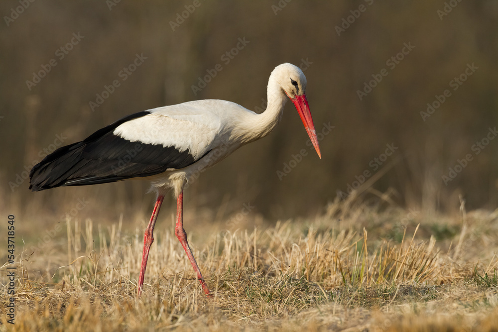 Bird White Stork Ciconia ciconia hunting time summer in Poland Europe