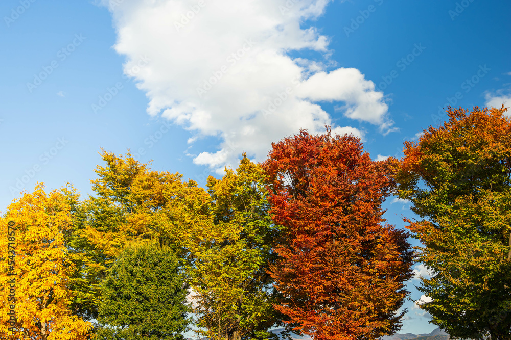 青い空と紅葉した木
