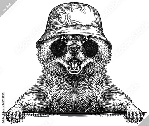 Vintage engrave isolated dressed fashion raccoon set illustration costume cut ink sketch. Wild pet background line glasses hipster hat racoon vector art
