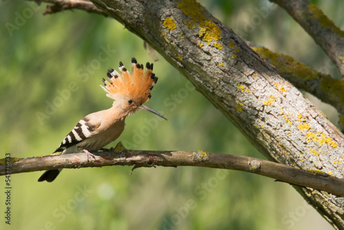 Bird Hoopoe Upupa epops, summer time in Poland Europe © Marcin Perkowski