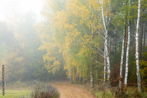 Autumn landscape misty foggy day in Knyszyn Primeval Forest  Poland Europa birch trees