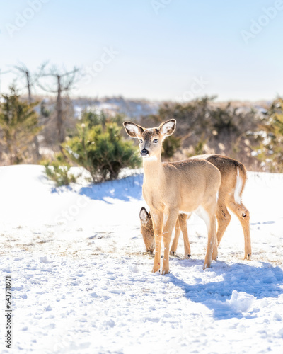 A pair of white tail deer  Odocoileus Virginianus  in a snowy winter scene. Fire Island - Long Island New York