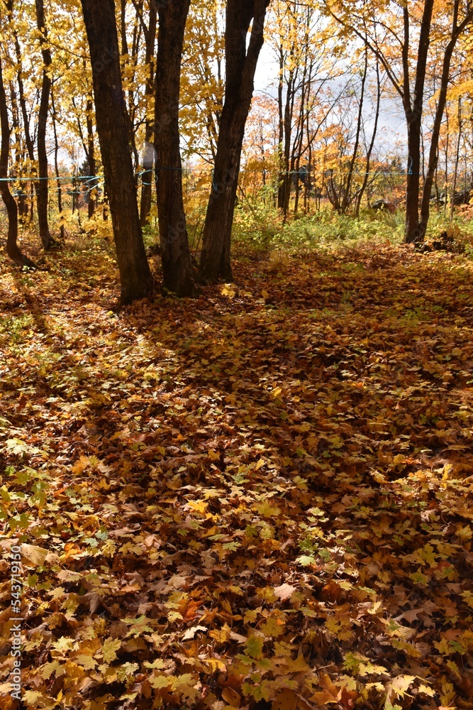 A sugar bush in the fall, Sainte-Apolline, Québec, Canada