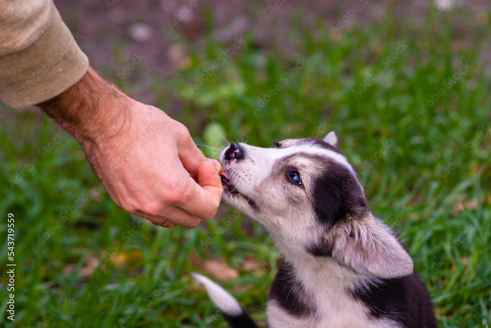 young beautiful dog puppy is eating some dog food out of humans hand outside during golden sunset
