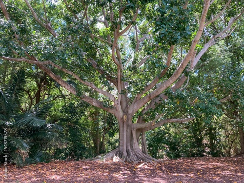 View of a tree surrounded with green leafy plants in Palmetum botanical gardens photo