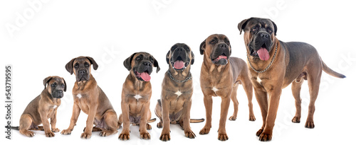Cuadro en lienzo growth of cane corso