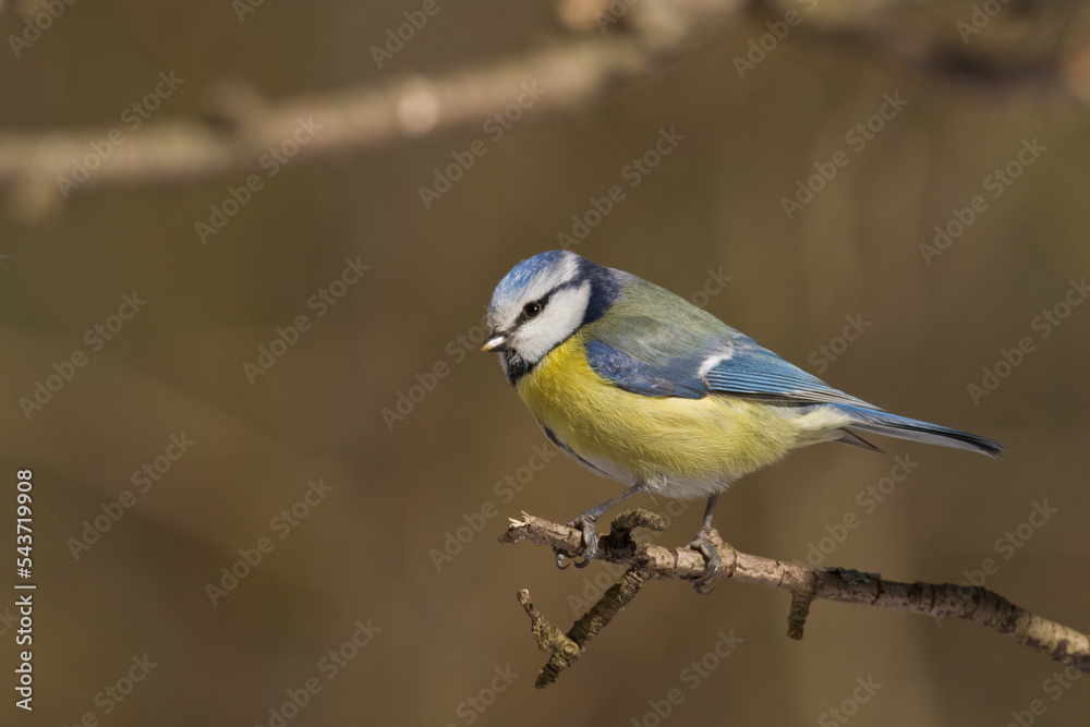 Bird - Blue Tit Cyanistes caeruleus perched on tree Bird - Blue Tit Cyanistes caeruleus perched on tree