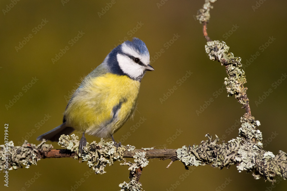 Fototapeta premium Bird - Blue Tit Cyanistes caeruleus perched on tree