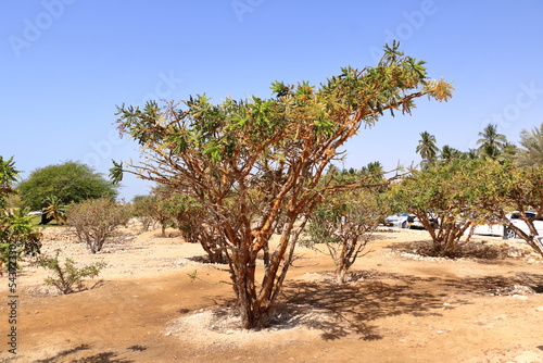 Frankincense trees in Dhofar mountains, Oman photo