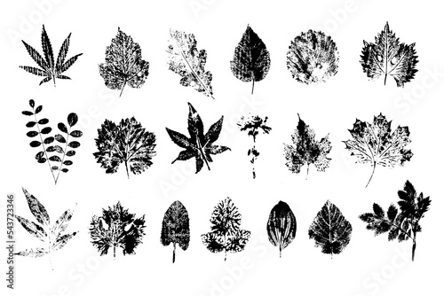 Collection of leaf prints black on white.