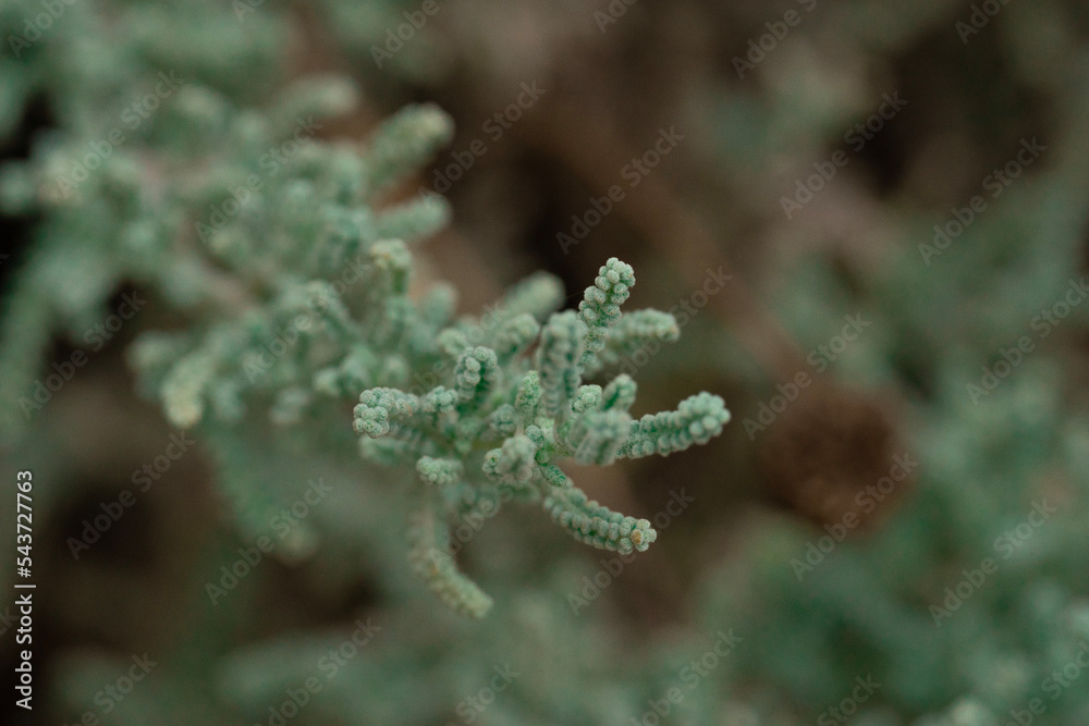 Naklejka premium bush branch in the wild