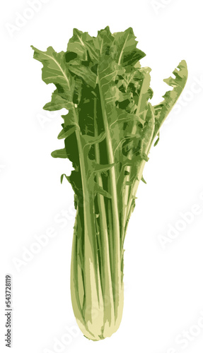 Chicory catalogna, bunch salad drawing cut out on transparent photo