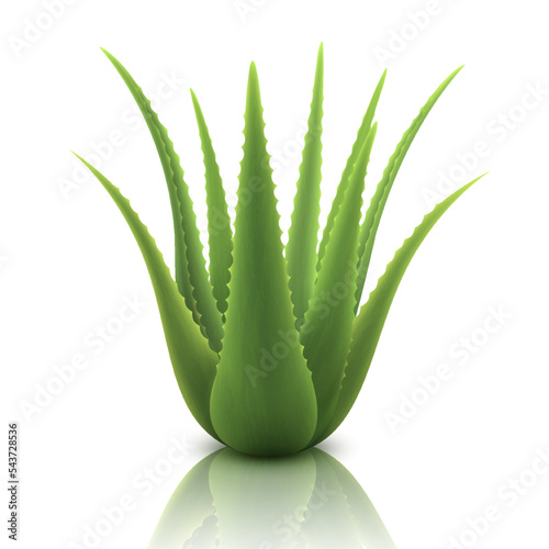 Aloe realistic plant. Template packaging label skin care products design. Green aloe vera, medicine plant, natural cosmetology component, 3d vector illustration, isolated on white background