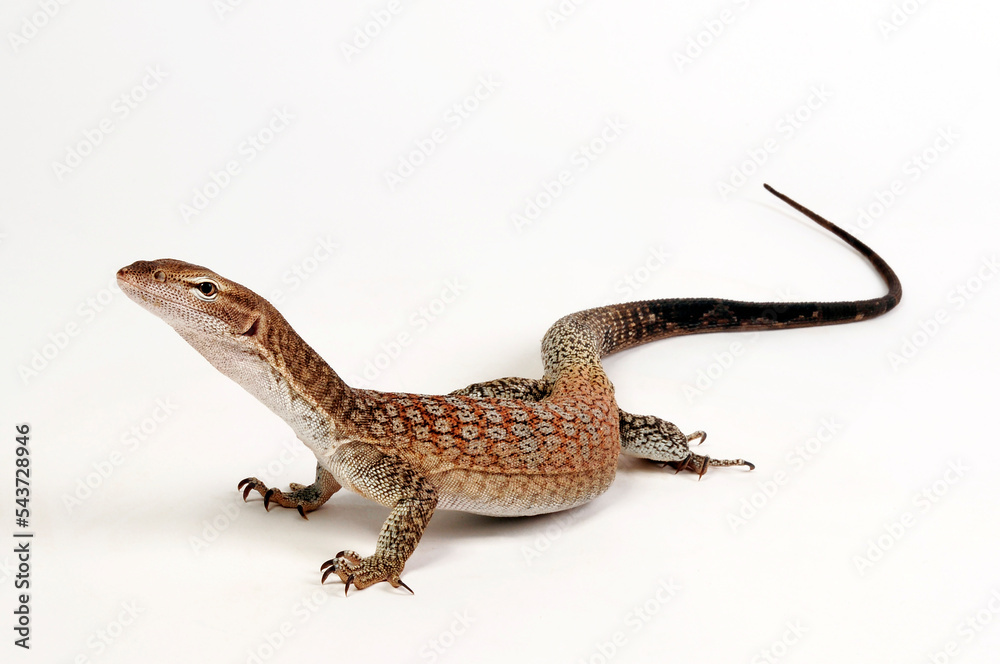 Trauerwaran // Black-headed monitor, black-tailed monitor (Varanus tristis orientalis)
