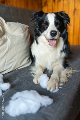 Naughty playful puppy dog border collie after mischief biting pillow lying on couch at home. Guilty dog and destroyed living room. Damage messy home and puppy with funny guilty look © Юлия Завалишина