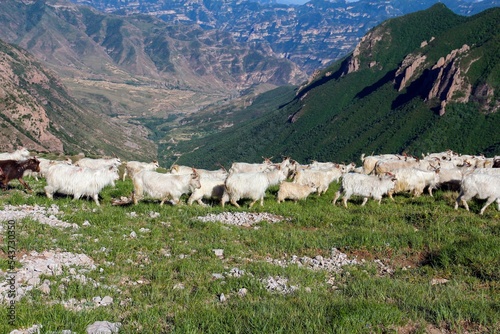 Herd of the Changthangi Cashmere goats grazing on green mountain pasture in bright sunlight photo