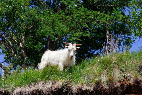 White Changthangi Cashmere goat standing on green pasture in bright sunlight photo