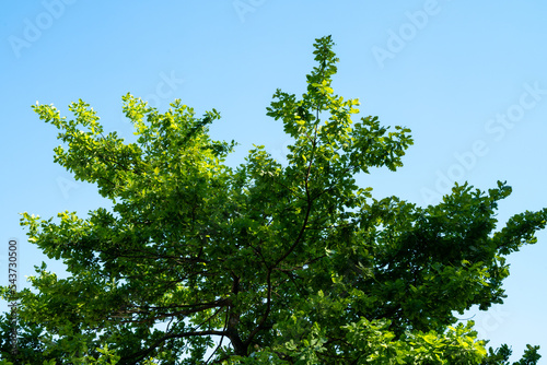Green tree in sunny day