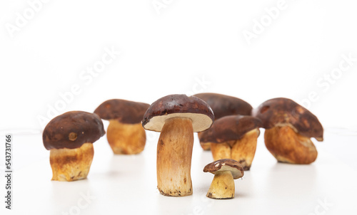 Porcini mushroom 