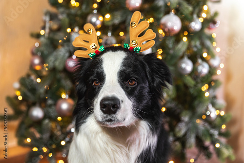 Funny cute puppy dog border collie wearing Christmas costume deer horns hat near christmas tree at home indoors background. Preparation for holiday. Happy Merry Christmas concept