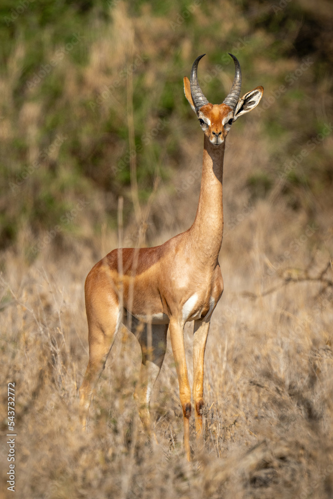 Gerenuk stands facing camera with bushes behind Gerenuk stands facing camera with bushes behind