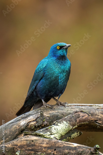 Greater blue-eared starling on branch eyeing camera
