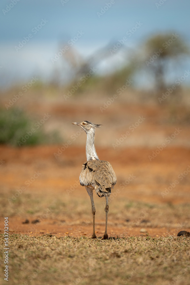 Kori bustard stands on savannah in sunshine