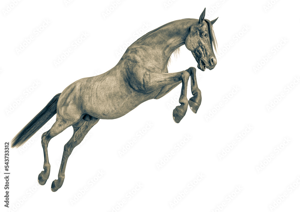 horse jumping in a white background close up horse jumping in a white background close up
