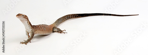 Trauerwaran // Black-headed monitor, black-tailed monitor (Varanus tristis orientalis)