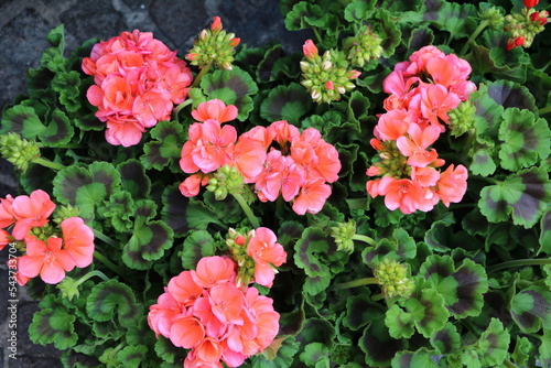 Pink flowering geraniums photo