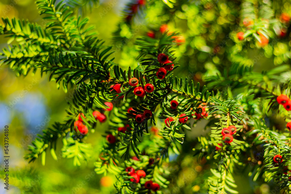 Taxus yew with red berries close-up on a sunny day. nature