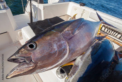 Predatory fish yellowfin tuna close-up after ocean fishing.