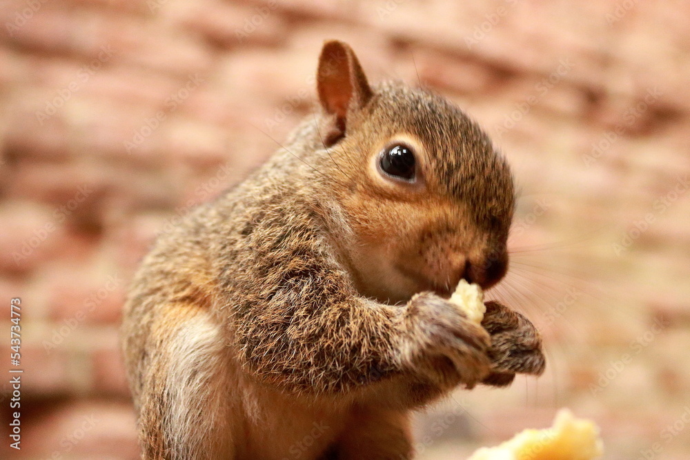 Fototapeta premium Squirrel