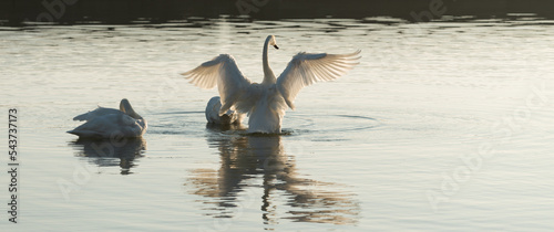 Fototapeta Naklejka Na Ścianę i Meble -  swans on the lake at sunset