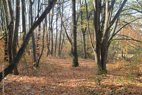 Trees and paths in the Madara Park (Bulgaria) in autumn during leaf fall 