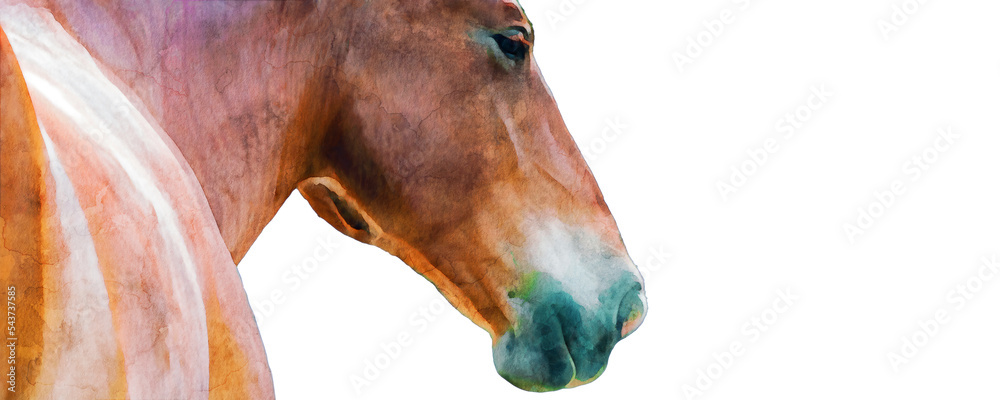 PNG illustration with a transparent background digital painting of a horse