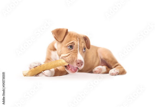 Happy puppy with big chew stick like a cigar. Puppy dog chewing on dehydrated stick with mouth open between paws. Teething puppy. 9 weeks old, female Boxer Pitbull mix breed. Selective focus. photo