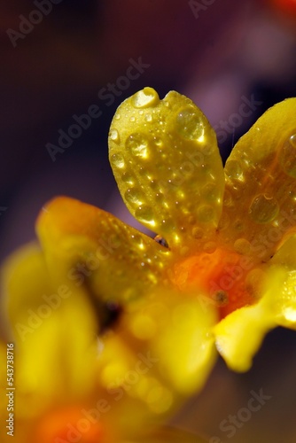 Obraz na plátně Closeup shot of yellow jessamine flower with water drops on its petals with blur