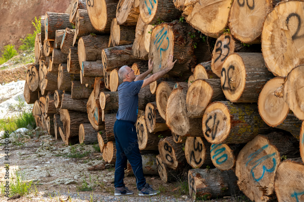 Stacks of cut wood. Deforestation forest and Illegal logging. Wood logs